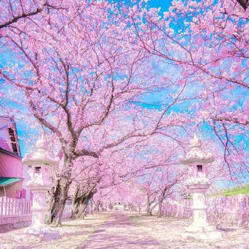 علی قاضی نظام خاله لویی دلم بو زلف شویی دلم بو